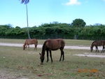 Vieques, the Red Beach.  Wild horses are everywhere on Vieques