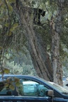 Yosemite National Park -- Visitor above my car